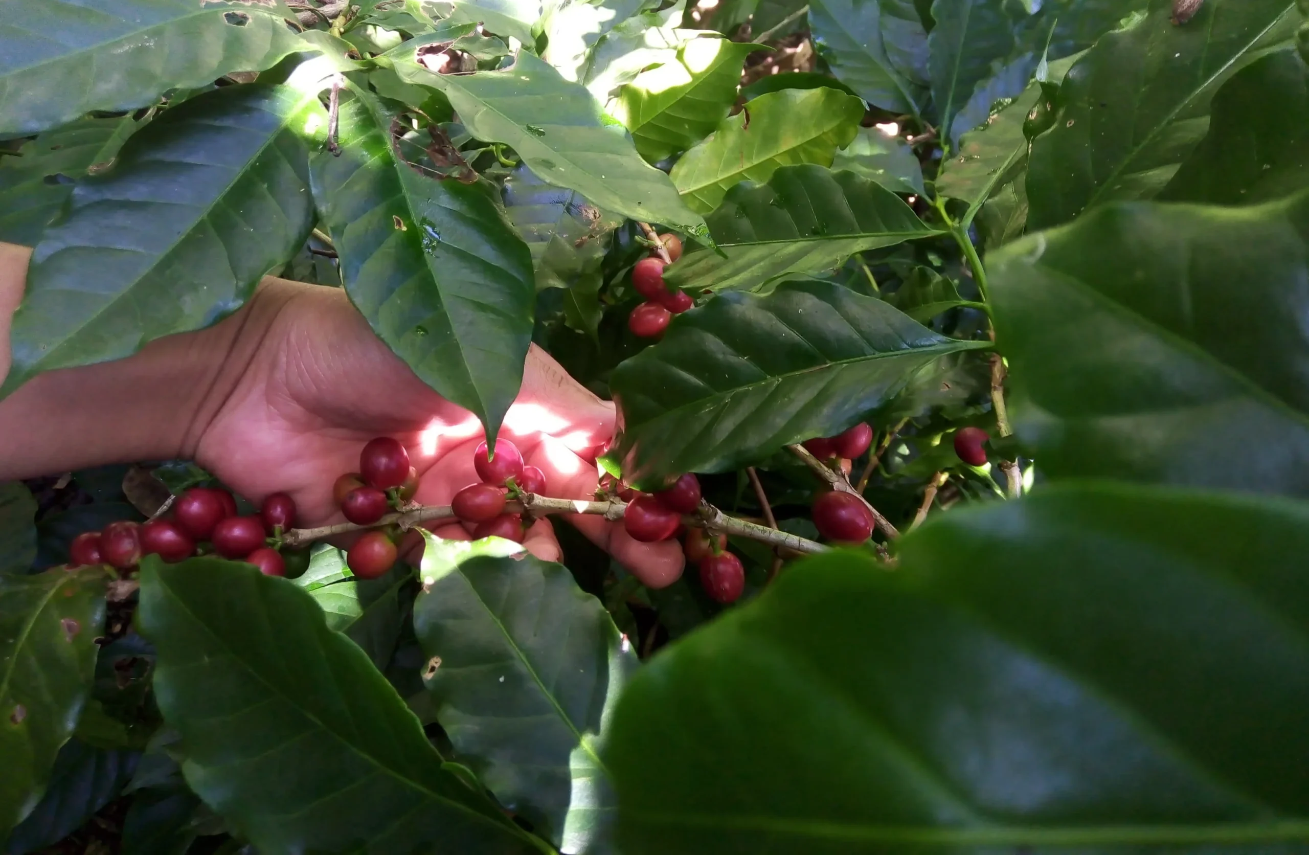 Acerca de recoleccion de cafe